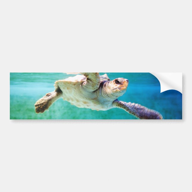 Loggerhead #3 Bumper Sticker Bildekal (Framsidan)