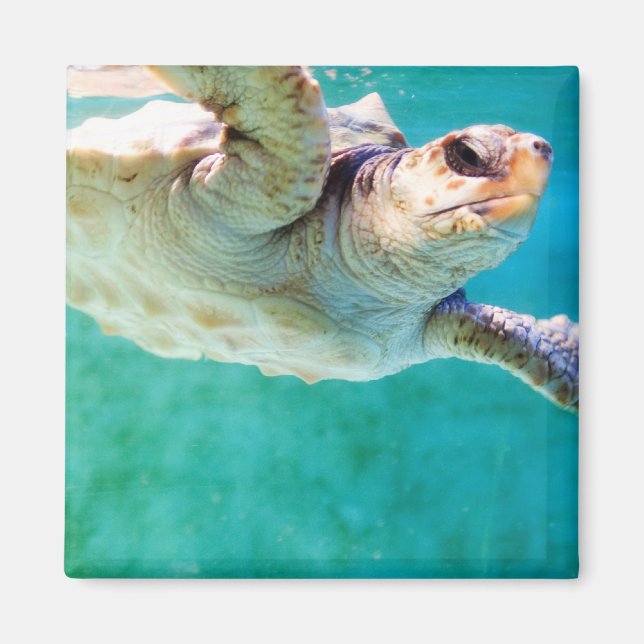 Loggerhead #3 Magnet (Framsidan)