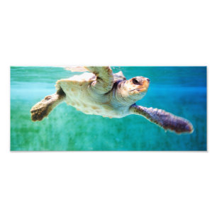 Loggerhead #3 Photo Fototryck