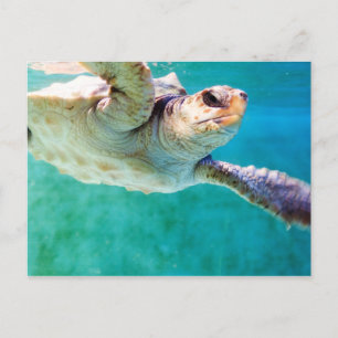 Loggerhead #3-vykort vykort