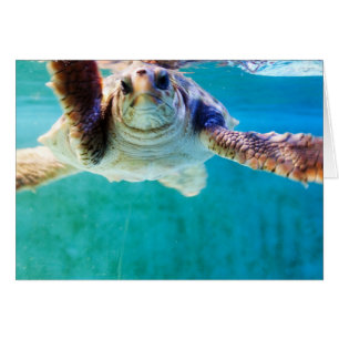 Loggerhead #4-kort OBS kort