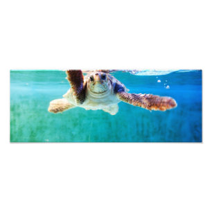 Loggerhead #4 Photo Fototryck