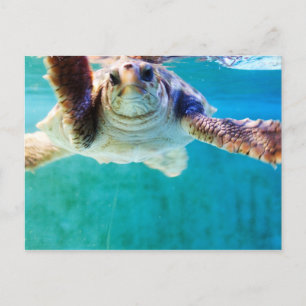 Loggerhead #4 vykort