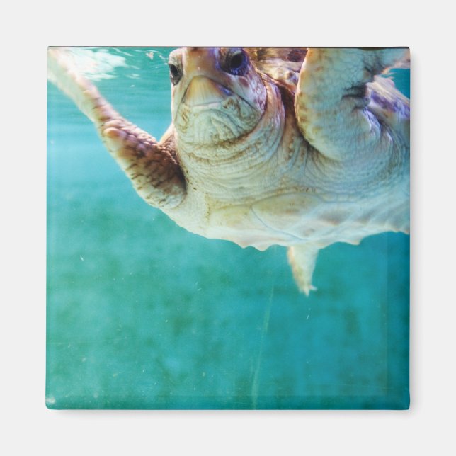 Loggerhead #5 Magnet (Framsidan)