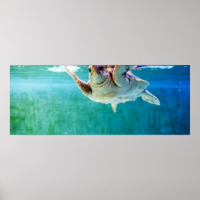 Loggerhead #5 Poster (Framsidan)