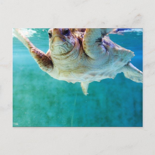 Loggerhead #5 vykort (Framsida)