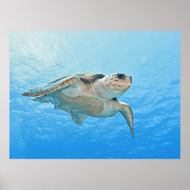 Loggerhead Poster (Framsidan)