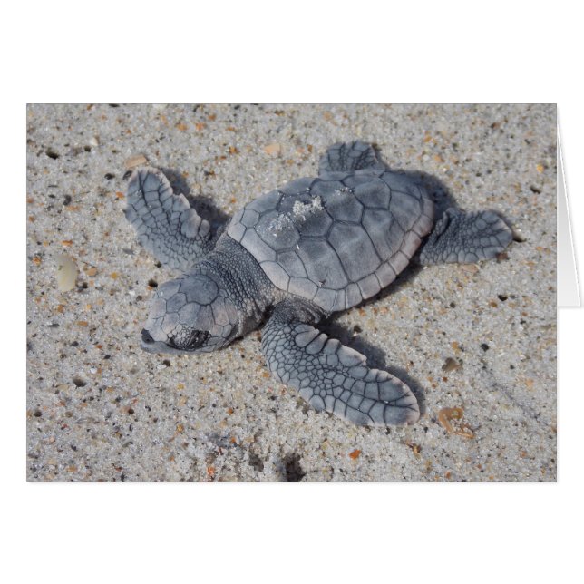 Loggerhead Rädding II Hälsningskort (Framsidan Horizontal)