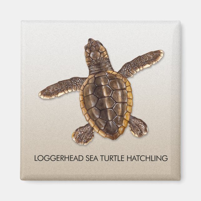 Loggerhead Sea Turtle Hatchling Magnet (Framsidan)