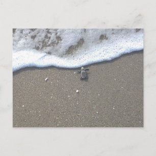 Loggerhead Sea Turtle Hatchling Vykort