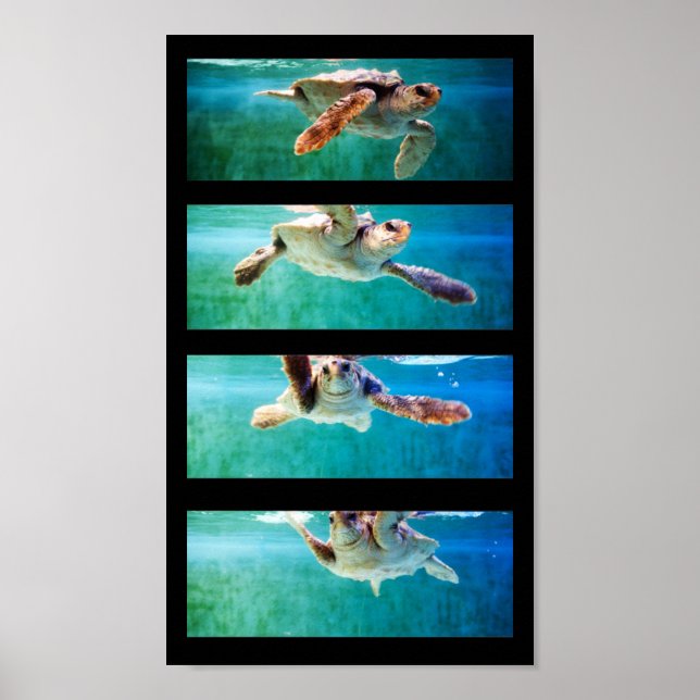 Loggerhead Sea Turtle Study Poster (Framsidan)