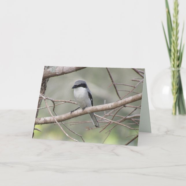 Loggerhead Shrike - Backyard Birds Greeting Card Kort (Framsida)