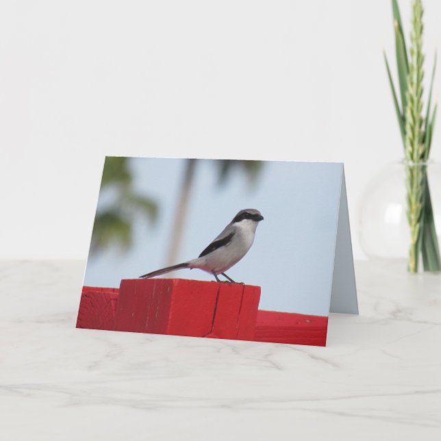 Loggerhead Shrike Bird Greeting Card Kort (Framsida)