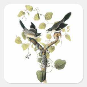 Loggerhead Shrike by Audubon Fyrkantigt Klistermärke