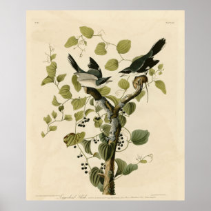 Loggerhead Shrike från Audubon's Birds of America Poster