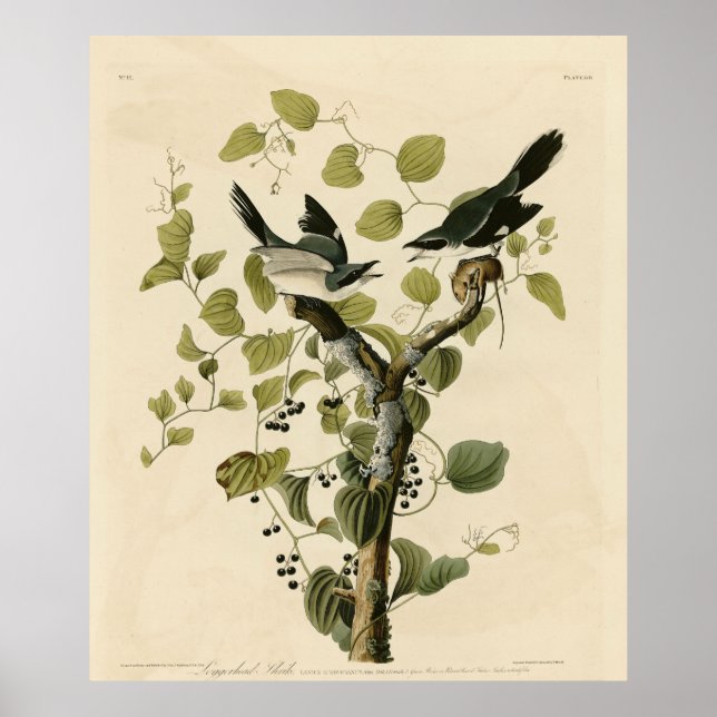 Loggerhead Shrike från Audubon's Birds of America Poster (Framsidan)