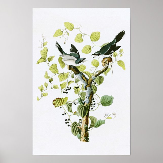 Loggerhead Shrike John Audubon Birds of America Poster (Framsidan)