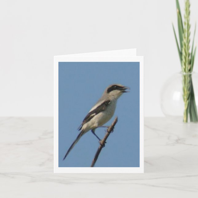 Loggerhead Shrike Photo-Foltylkort Anteckningskort (Framsida)