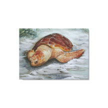 Loggerhead Turtle - St George Island