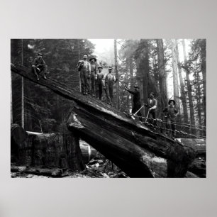 LOGGNING I REDWOODS C. 1890 POSTER