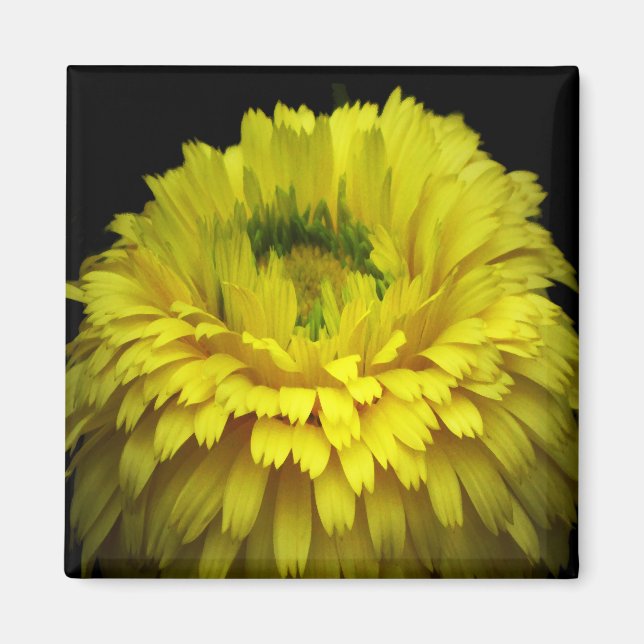 Logotyp blomma magnet (Framsidan)