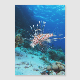 Loinfish is Saltwater Ocean Wildlife Reef Fish