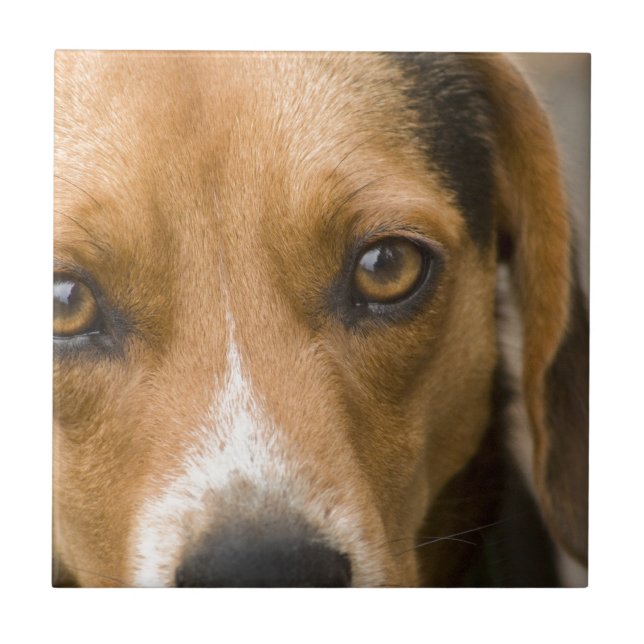 Lojal hund för Beaglehundjakt Kakelplatta (Framsidan)