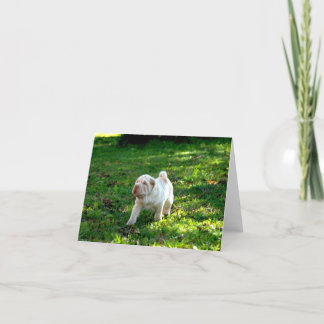 Lojala följen: Shar-pei Kort