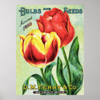 Lökar och utsäde Röd och Gult Tulip Poster