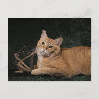 Loki med sled vykort