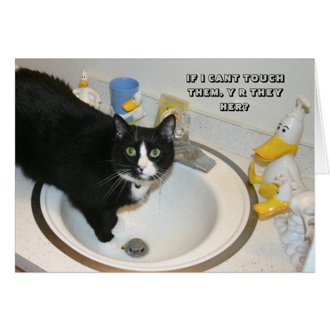 LOL Katt-kort Hälsningskort (Framsidan Horizontal)