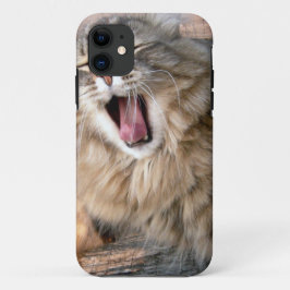 LOL Maine Coon