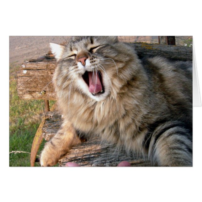 LOL Maine Coon Hälsningskort (Framsidan Horizontal)