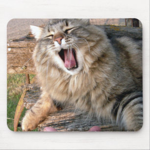 LOL Maine Coon Musmatta