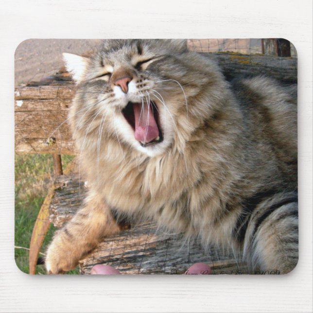 LOL Maine Coon Musmatta (Framsidan)