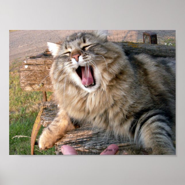 LOL Maine Coon Poster (Framsidan)