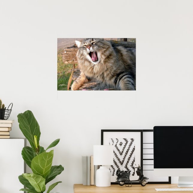 LOL Maine Coon Poster (Hemmakontoret)
