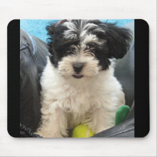 Lola en räddad Havanese valp Musmatta