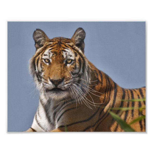 Lola Print Fototryck (Framsidan)