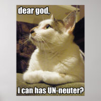 LOLcat - käre gud