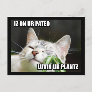 LOLCat Sassy-vykort Vykort