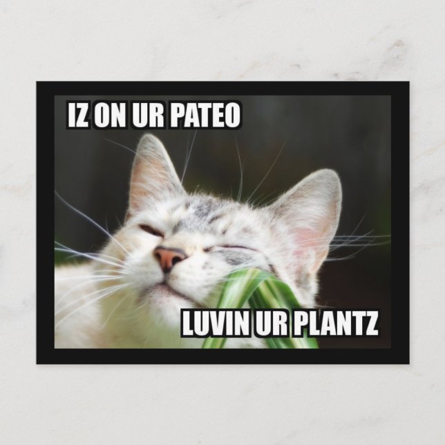 LOLCat Sassy-vykort Vykort (Framsida)