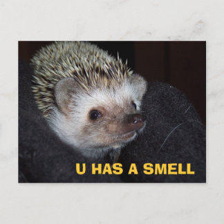 LOLHog PostCard Vykort