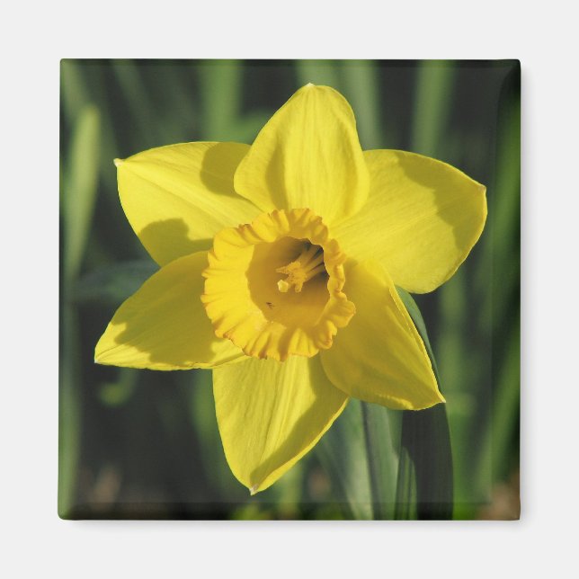 Lolly Daffodil Magnet (Framsidan)