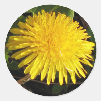 Lolly Dandelion Runt Klistermärke