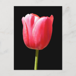 Lolly Single Tulip Bloom Vykort