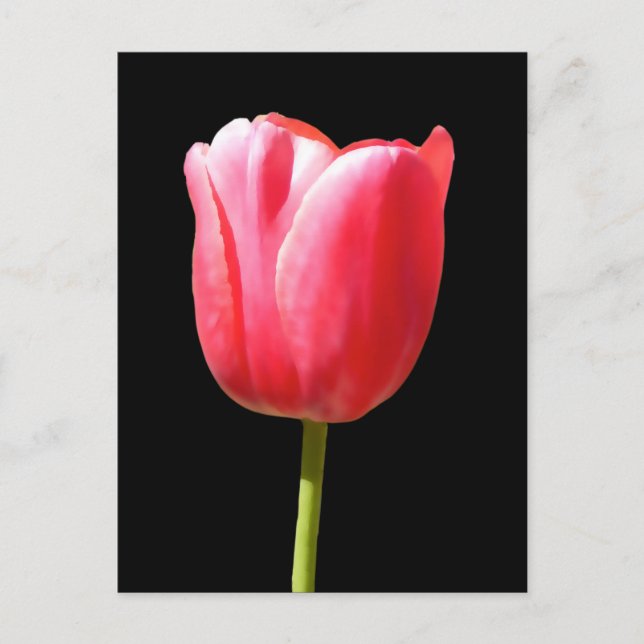 Lolly Single Tulip Bloom Vykort (Framsida)
