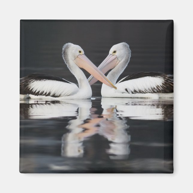Lolly Vatten Pelican Reflection Magnet (Framsidan)