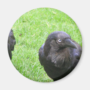 Lömska kråkor magnet