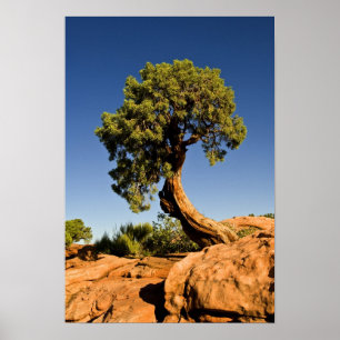 London Cedar, Deadhorse Point State Park Poster